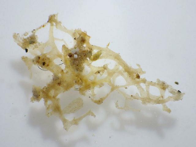 Ulosa stuposa Sponge Porifera Images